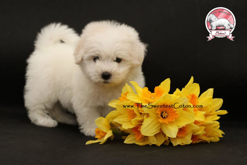 Coton de Tulear puppies for sale new photos